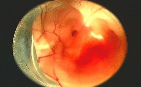 怀孕日记42天视频,怀孕日记1-40周