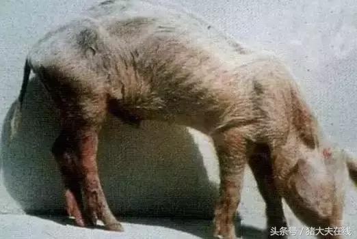 僵猪怎么处理最省钱,治疗僵猪的妙招