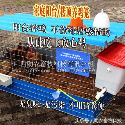 阳台养鸡发酵床注意事项,夏天阳台养鸡用发酵床养鸡可以吗