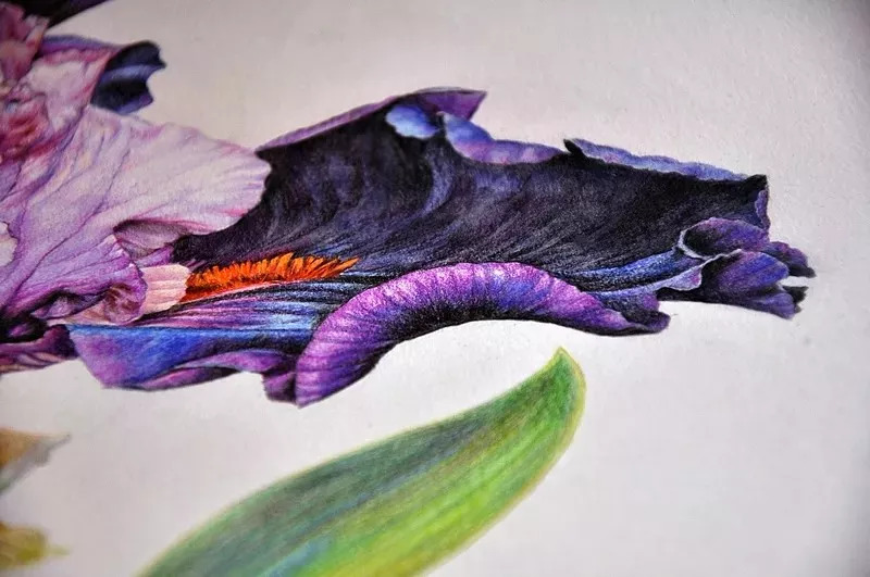 她画的超写实水彩花卉美到窒息,让人惊艳的水彩画