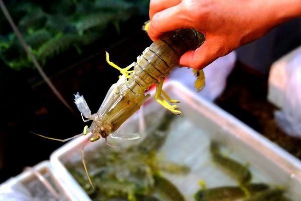 十一去三亚自助游攻略路线怎么走,这份三亚秋冬吃喝攻略请收好