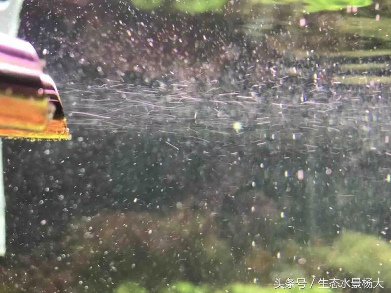 扁平形珍珠是怎么形成的,米型珍珠怎么形成的