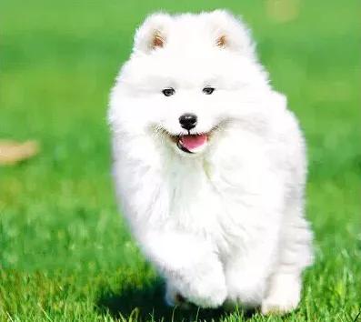 萌宠百科之鬃狮蜥,家有萌宠萨摩耶全集