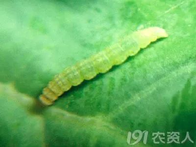 抗性小虫解决方案,高抗性害虫的最佳治疗方法