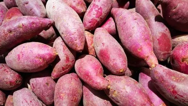 红薯保存不发芽最简单的方法,红薯土法保存的红薯不烂