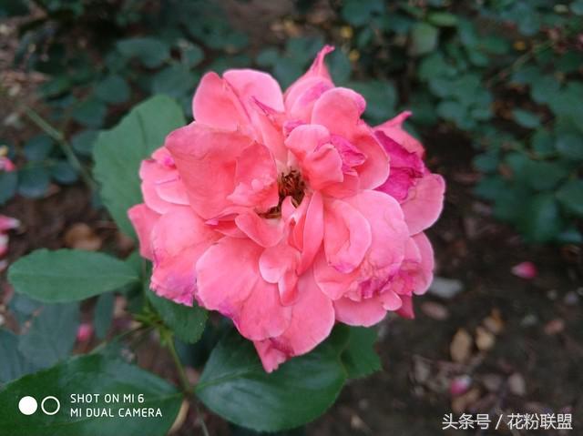 拍照水印哪个好用,拍照有水印和无水印哪个好看