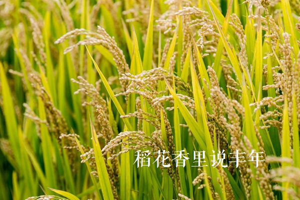 描写稻穗丰收的诗句,赞美秋天的诗句稻花香里说丰年