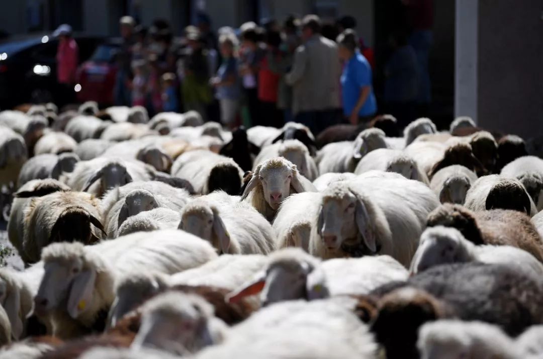 丰收节现场直播报道,丰收节央视新闻直播间