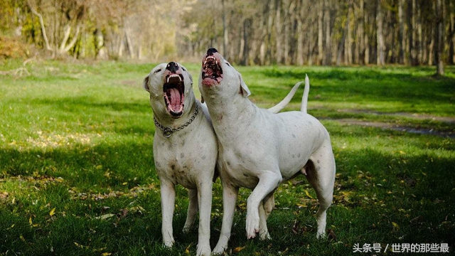世界上最强的五大猛犬,世界五大最强悍猛犬