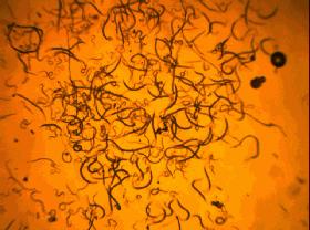 生物治虫害的最佳方法,专治虫害的20个小妙招