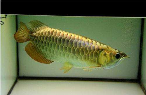 金龙鱼为什么叫金龙鱼,除了金龙鱼还有哪些龙鱼