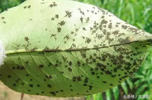 常见的黄叶病虫害,花草常见病害及防治