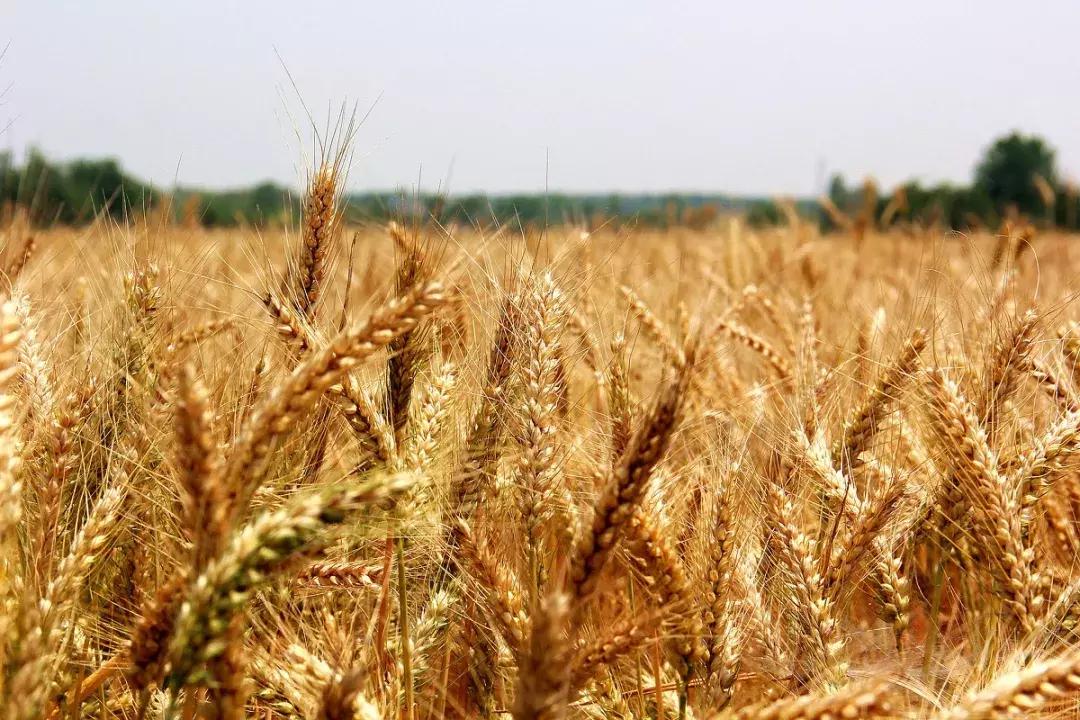 丘麦丘法式生活餐厅入驻磐基名品中心，开启浪漫法式生活的一天