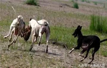 千年古村西溪村,大荔柳池村央视节目