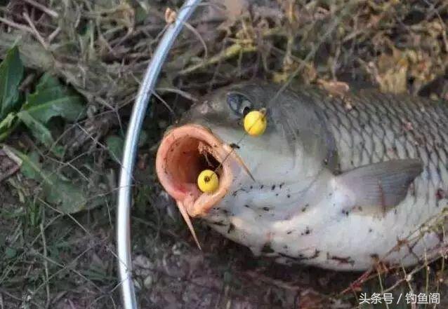 野钓大鱼必须改掉的五个毛病,钓大鱼最佳断线方法
