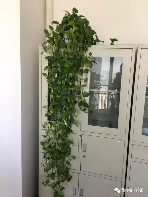 绿萝浇了牛奶叶子发黄,绿萝浇淘米水后叶子大面积发黄