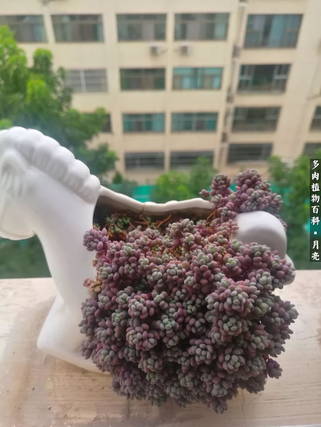 养了五年多肉没一盆“干货”？终于总结出原因了！