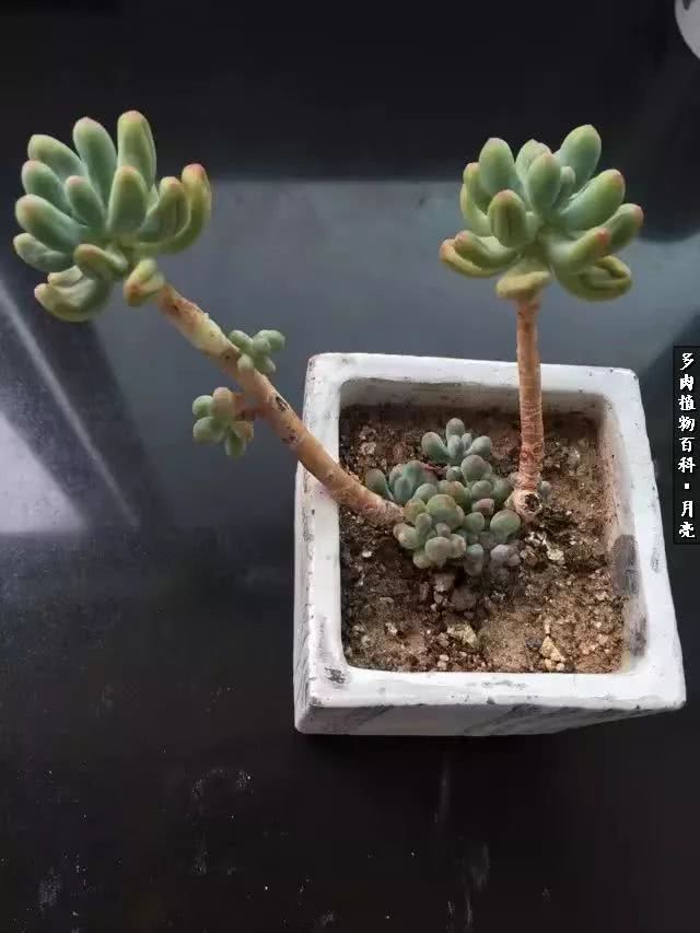 养了五年多肉没一盆“干货”？终于总结出原因了！