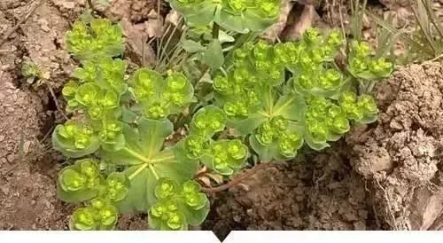 赣榆人讨厌的这个野果子，有人专门来捡赚钱，榨油吃了能防癌……