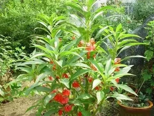 赣榆人讨厌的这个野果子，有人专门来捡赚钱，榨油吃了能防癌……