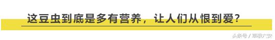 六安这种常见的虫子,竟然卖到了180一斤!你家附近有吗?