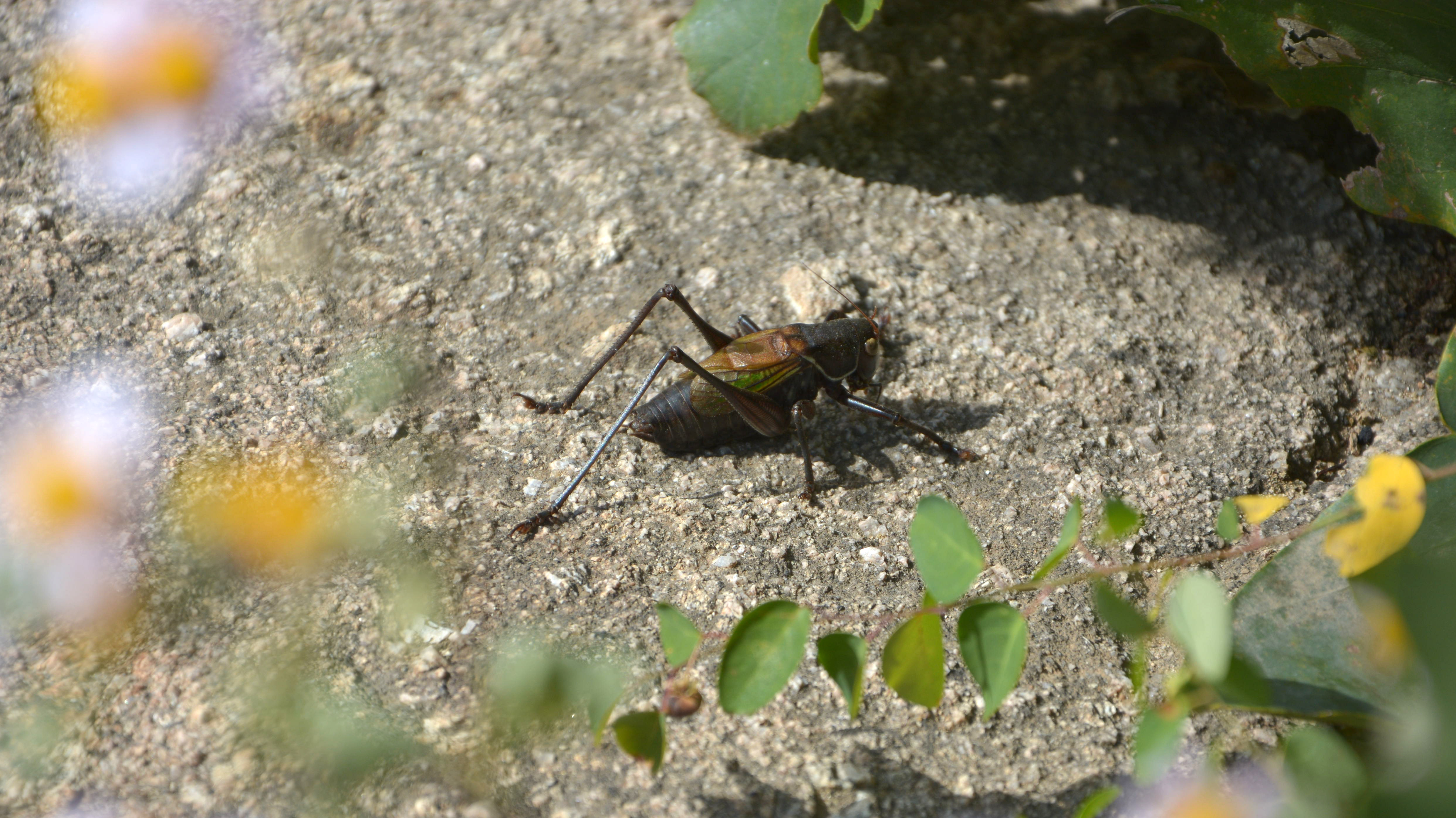 早知有盘山何必下江南路途中,游盘山必看天下盘山