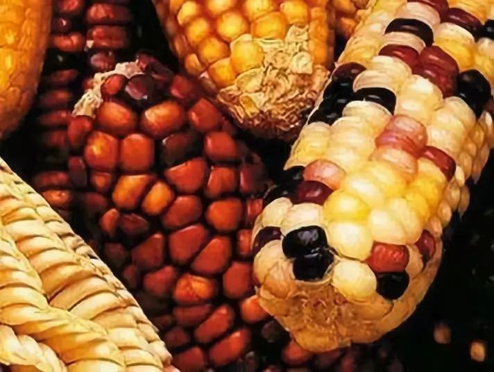 人体内检测到转基因成分,中国人体内出现转基因作物