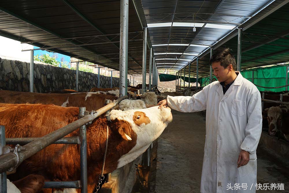 肉牛关节肿大怎么办,肉牛后肢僵硬