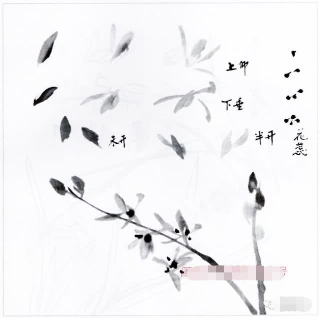 国画兰花的花头的画法,国画兰花画法小视频