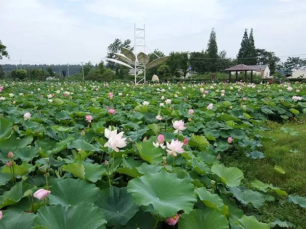 农秀才：农业农村部推荐100个休闲农业和乡村旅游精品景点线路
