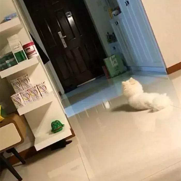 饲养博美常识大全,博美的饲养方法和注意事项