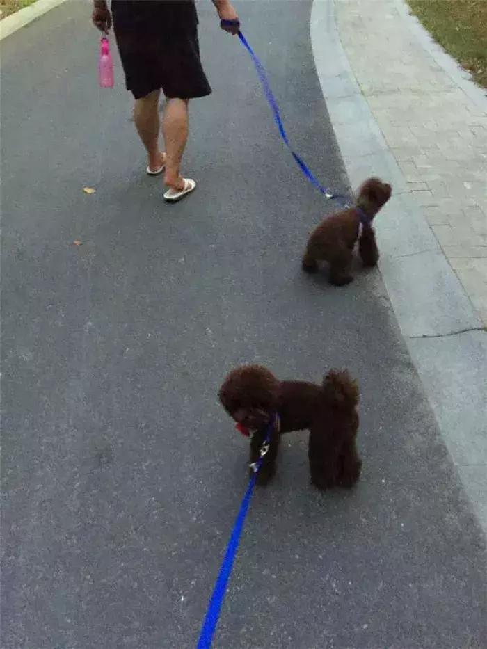 养泰迪十大副作用,养泰迪的基本常识