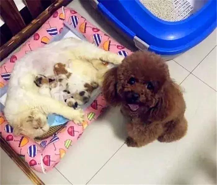 养泰迪狗是好处多还是坏处多,养泰迪有什么好处和什么坏处