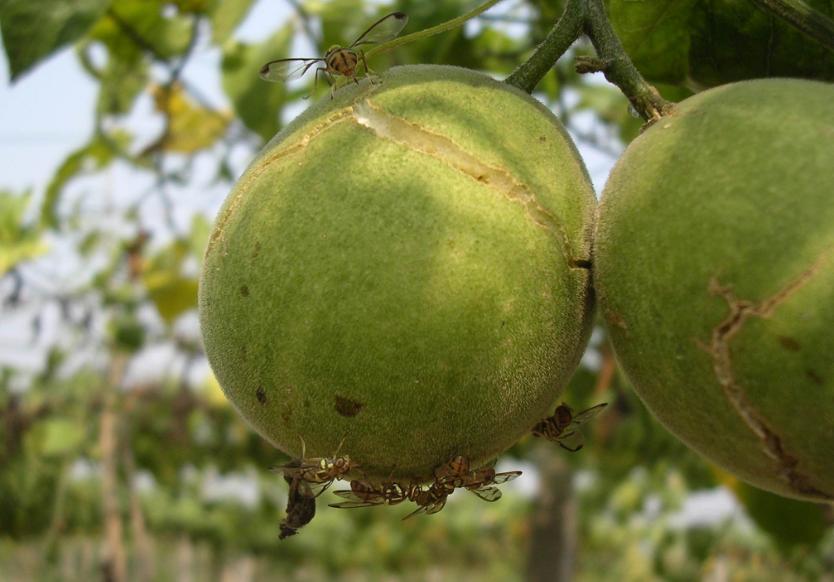 果树果实蝇的防治方法,果树病虫害防治方法