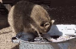 跟着萌宠过国庆，准备好迎接惊喜了吗？