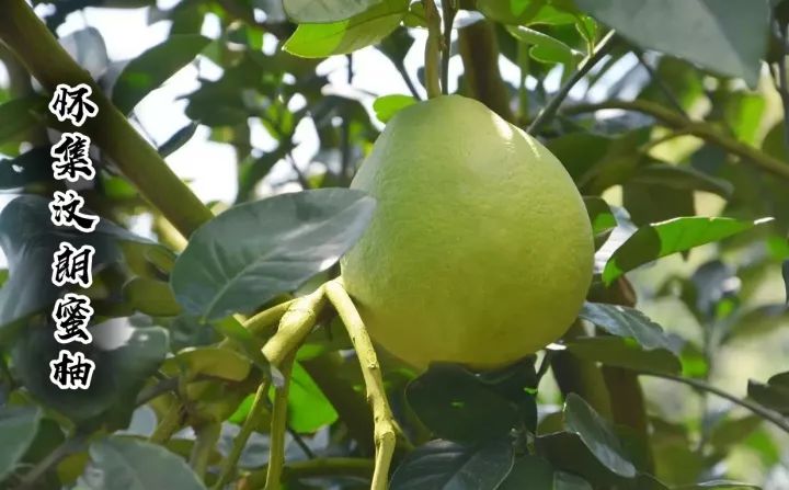 食在广东寻味顺德,食在肇庆