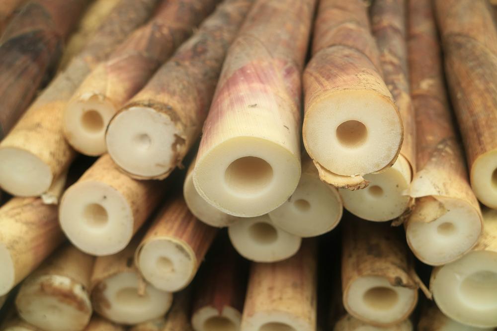 南川方竹笋哪里正宗,笋中之王南川方竹笋