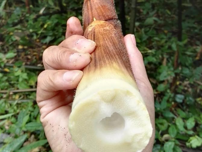 南川方竹笋哪里正宗,南川三泉镇好吃方竹笋的店推荐