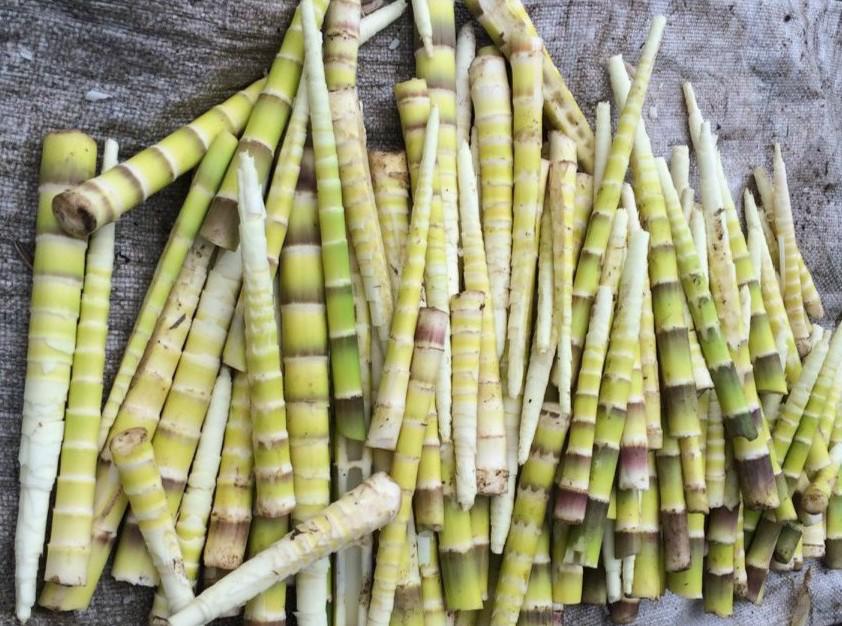 南川方竹笋哪里正宗,南川三泉镇好吃方竹笋的店推荐