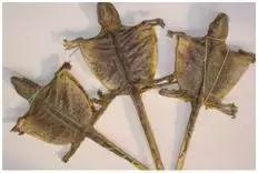 湖北特种养殖致富项目,特种养殖赚钱项目