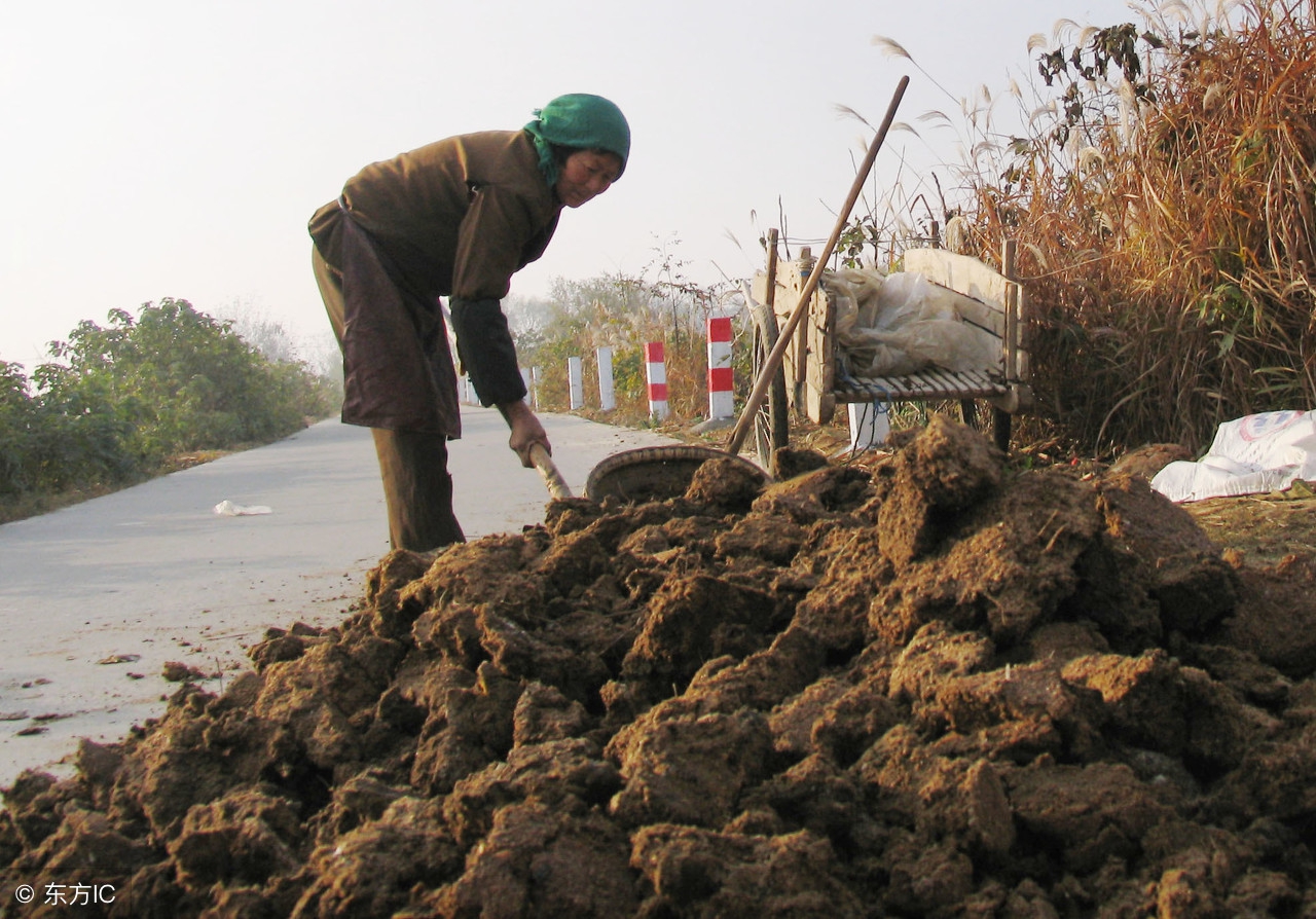 鸡粪有机肥的正确使用方法,鸡粪不能用于什么菜