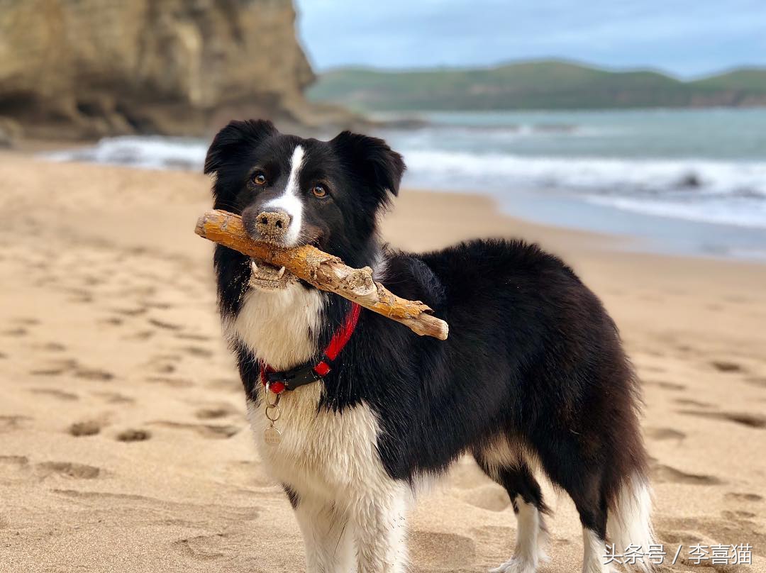 边牧狗狗有多聪明,边牧属于智商高的狗吗