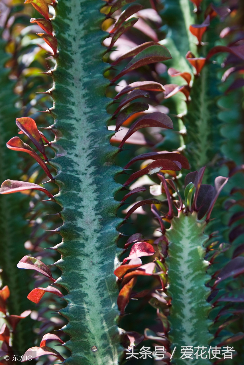 哪种植物吸收甲醛效果最好,车上放什么植物吸收甲醛最好