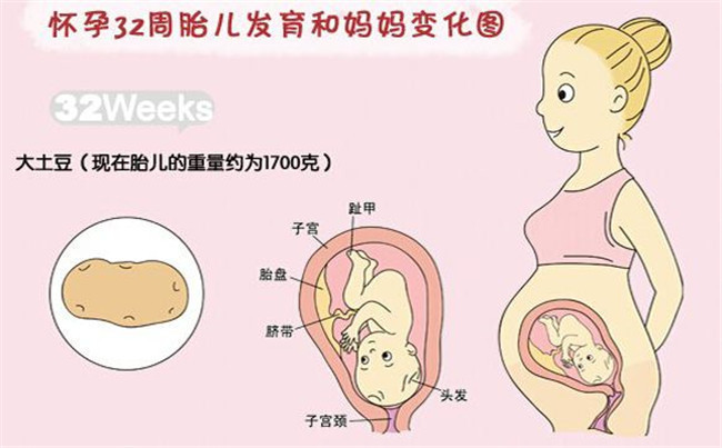 一到10个月的胎儿都是什么样子的,一个多月的胎儿是什么样子