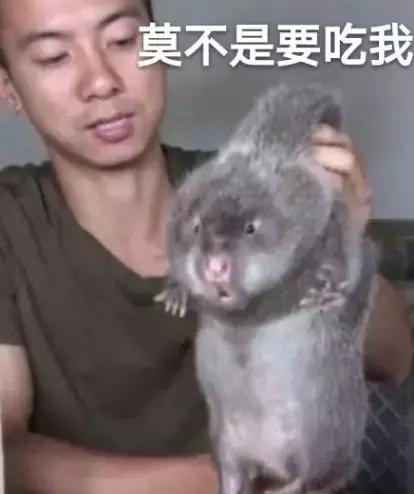 华农兄弟养竹鼠,华农兄弟养竹鼠的视频
