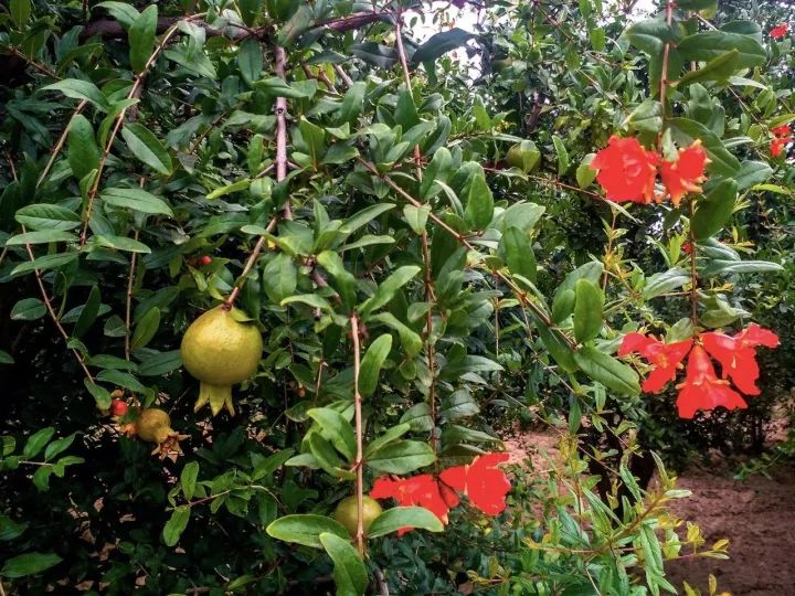 正宗品种嫁接突尼斯软籽石榴,精品高杆突尼斯软籽石榴