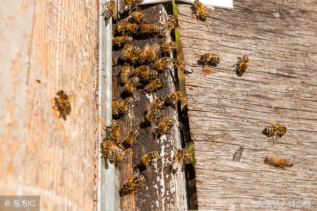 老蜂农用什么防治中蜂巢虫,老蜂农如何育蜂王