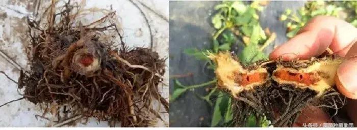 草莓栽后为何死苗多?原因是什么?怎样解决?