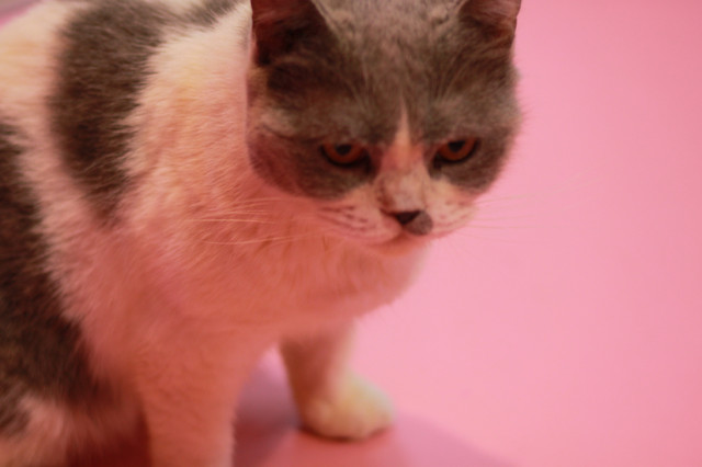 上海魔都奇妙减压馆,魔都减压视频完整版