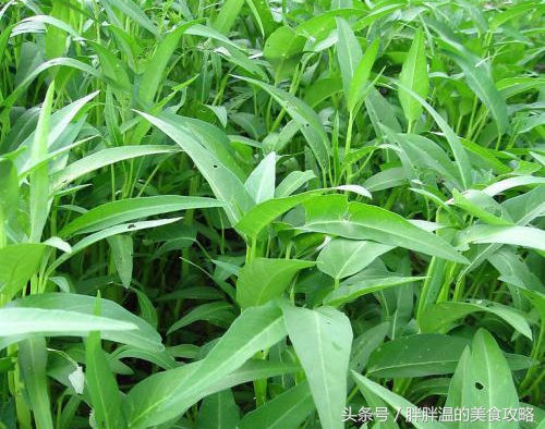 宁都擂钵空心菜图片,宁都擂钵空心菜团购